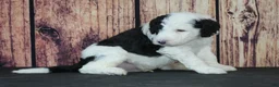 Sheepadoodle dogs for sale: Sheepadoodle Puppy 7 - Ad 2