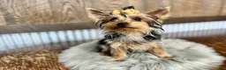 Yorkshire Terrier dogs for sale: Shania - Ad 6