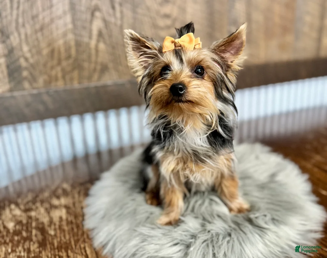 Yorkshire Terrier dogs for sale: Shania - Ad 6