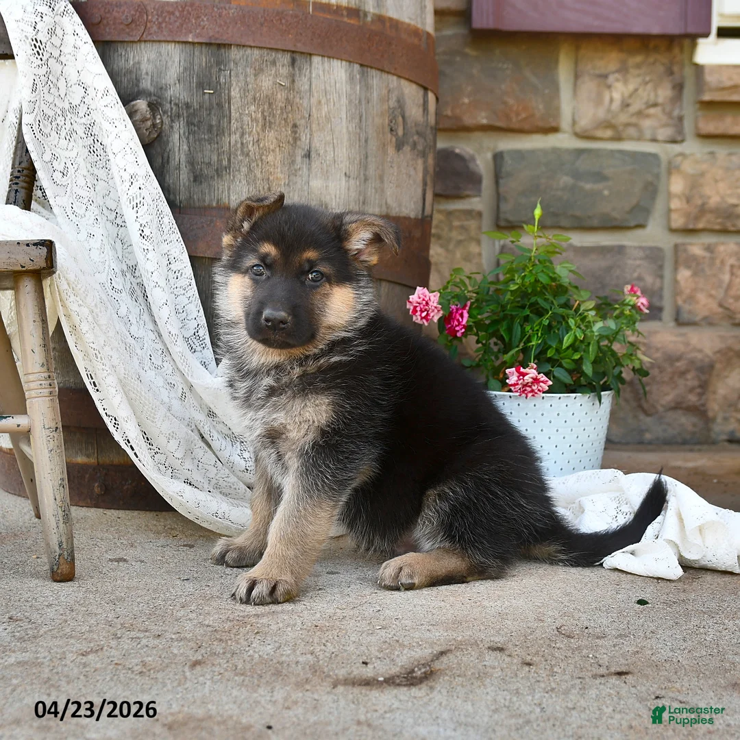 German Shepherd dogs for sale: Chief - Ad 2