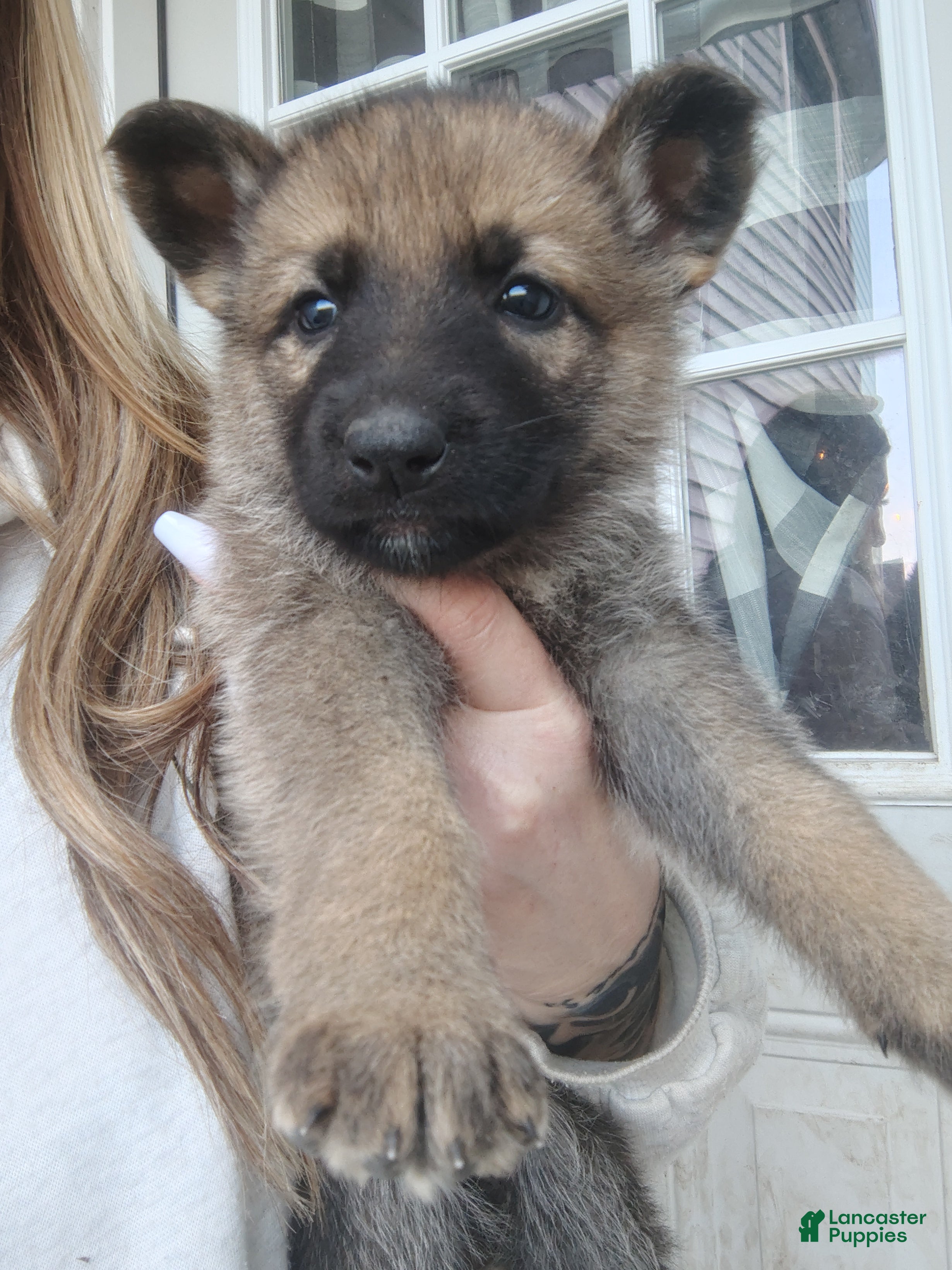German Shepherd dogs Luna - Ad 2