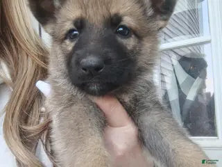 German Shepherd dogs Luna - Ad 2