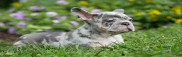 French Bulldog dogs for sale: Memphis  - Ad 12