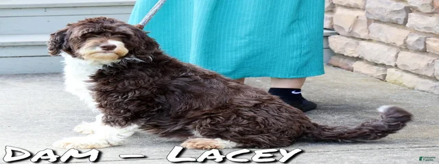 Lacey