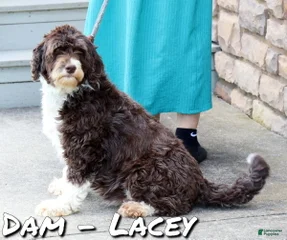 Lacey