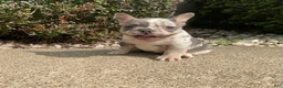 French Bulldog dogs for sale: Amber  - Ad 5