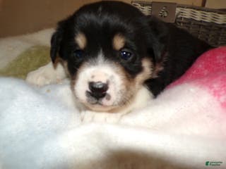 Border Collie dogs Border Collie Puppy 6 Ryly - Ad 42