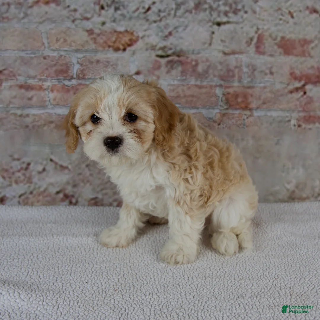 Cavapoo dogs for sale: Clover - Ad 5