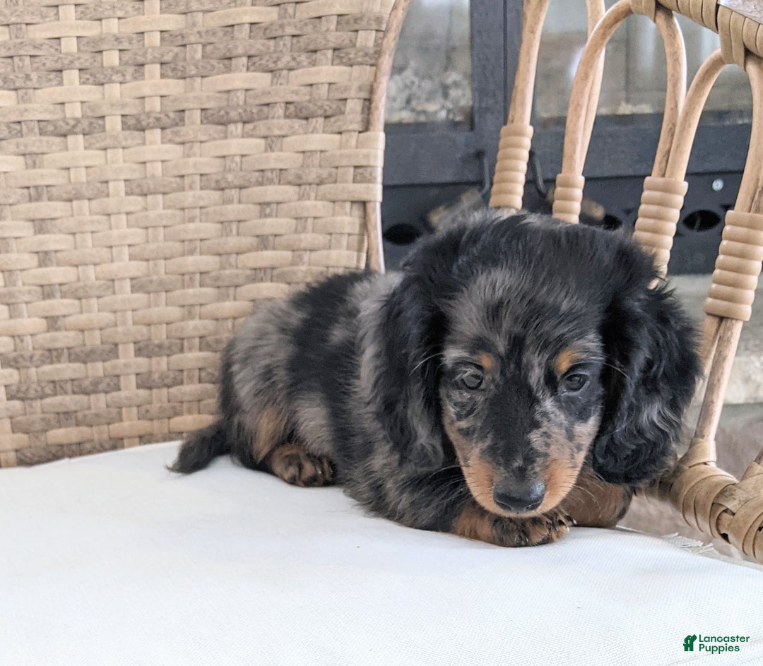 Miniature Dachshund dogs for sale: Frankie  - Ad 12