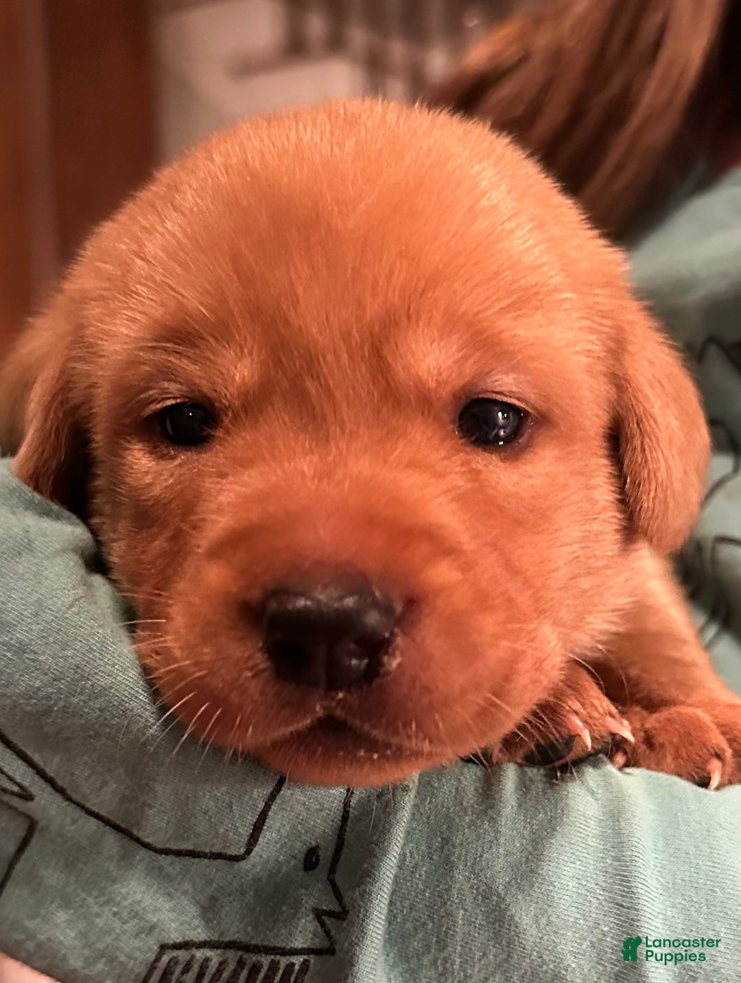 Labrador Retriever dogs for sale: Eleanor Rigby - Ad 3