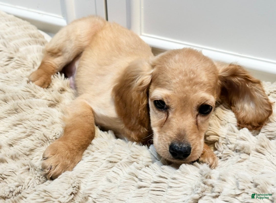 Cockapoo dogs for sale: Cane - Ad 3