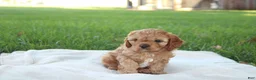 Cavapoo dogs for sale: Daisy - Ad 1
