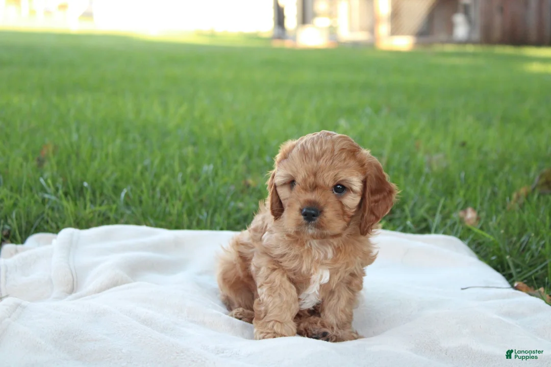 Cavapoo dogs for sale: Daisy - Ad 1