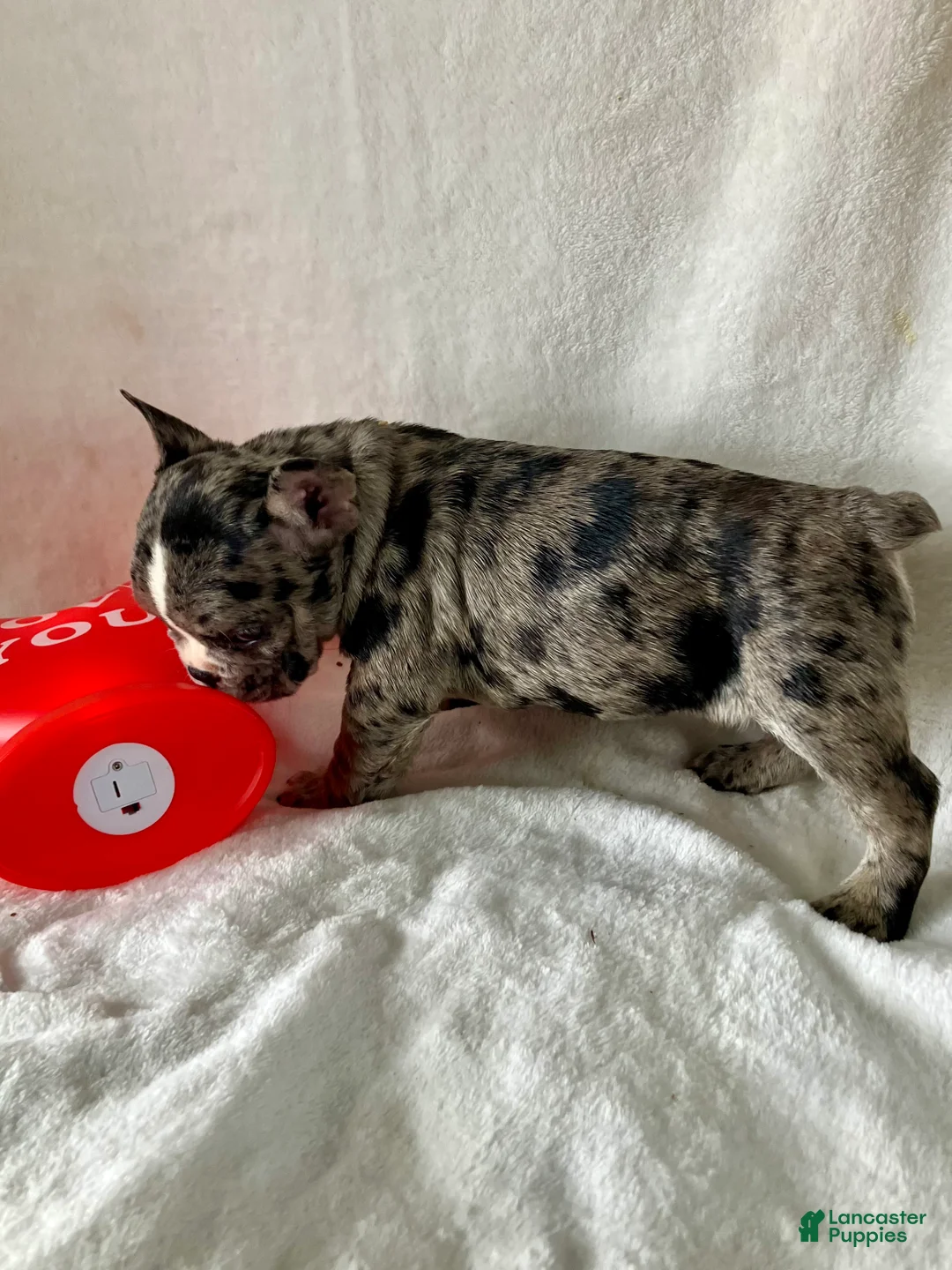 French Bulldog dogs for sale: Pepper - Ad 6