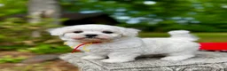 Maltipoo dogs for sale: Leaf  - Ad 2