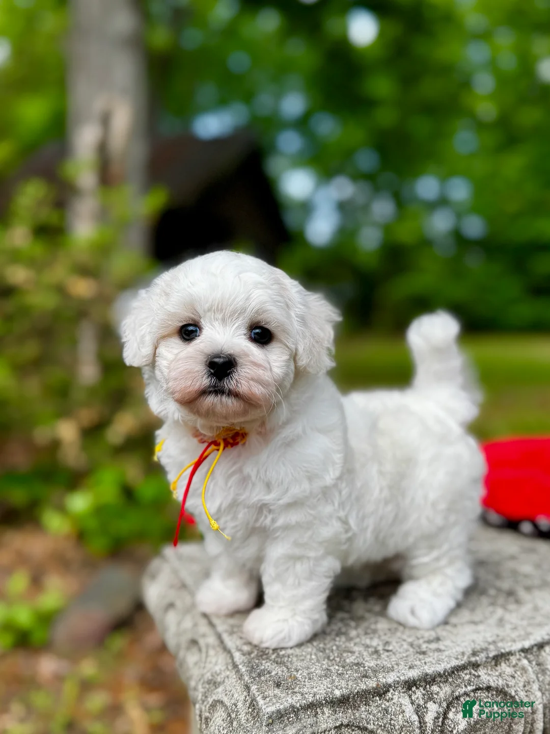 Maltipoo dogs for sale: Leaf  - Ad 2