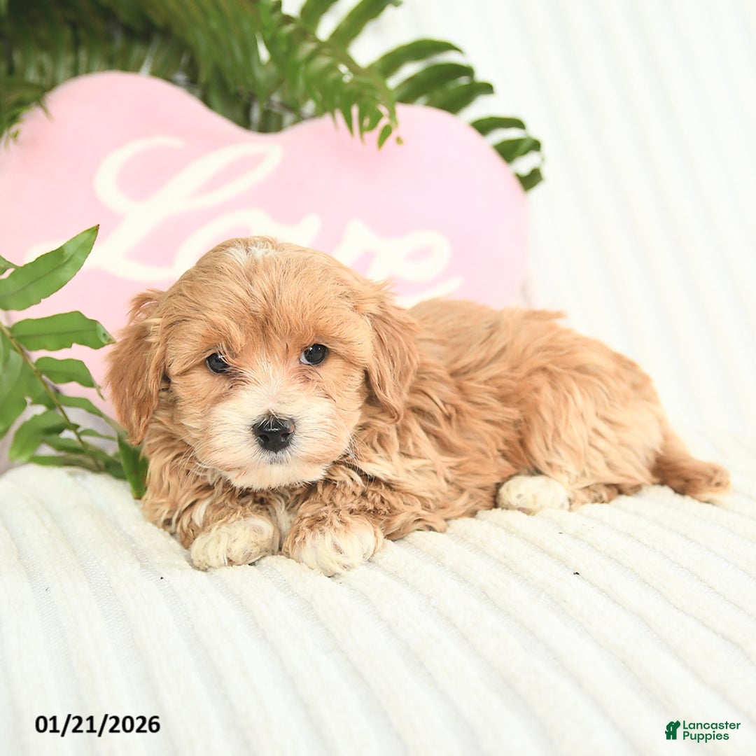 Mixed Breed dogs for sale: Lucky - Ad 3