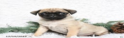 Pug dogs for sale: Pepper - Ad 3
