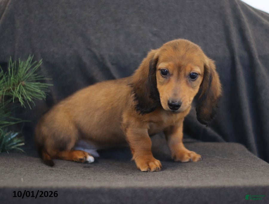 Miniature Dachshund dogs Virgil - Ad 1