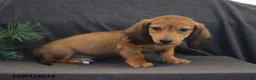 Miniature Dachshund dogs for sale: Virgil - Ad 1