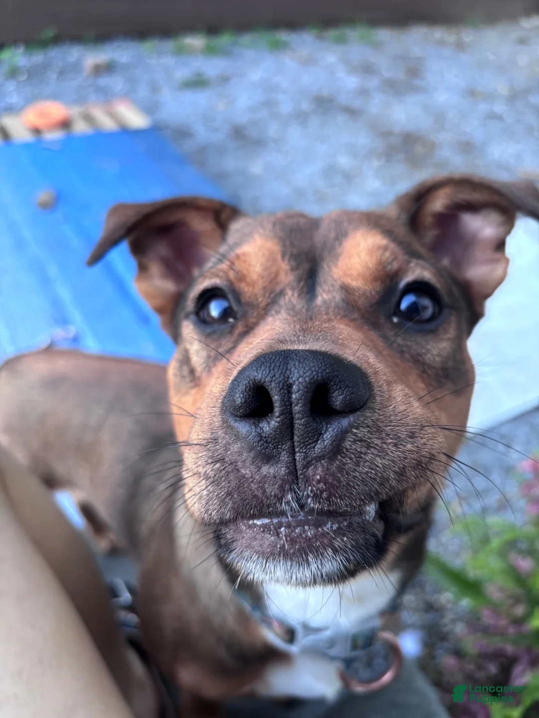 Mixed Breed dogs for sale: London - Ad 1