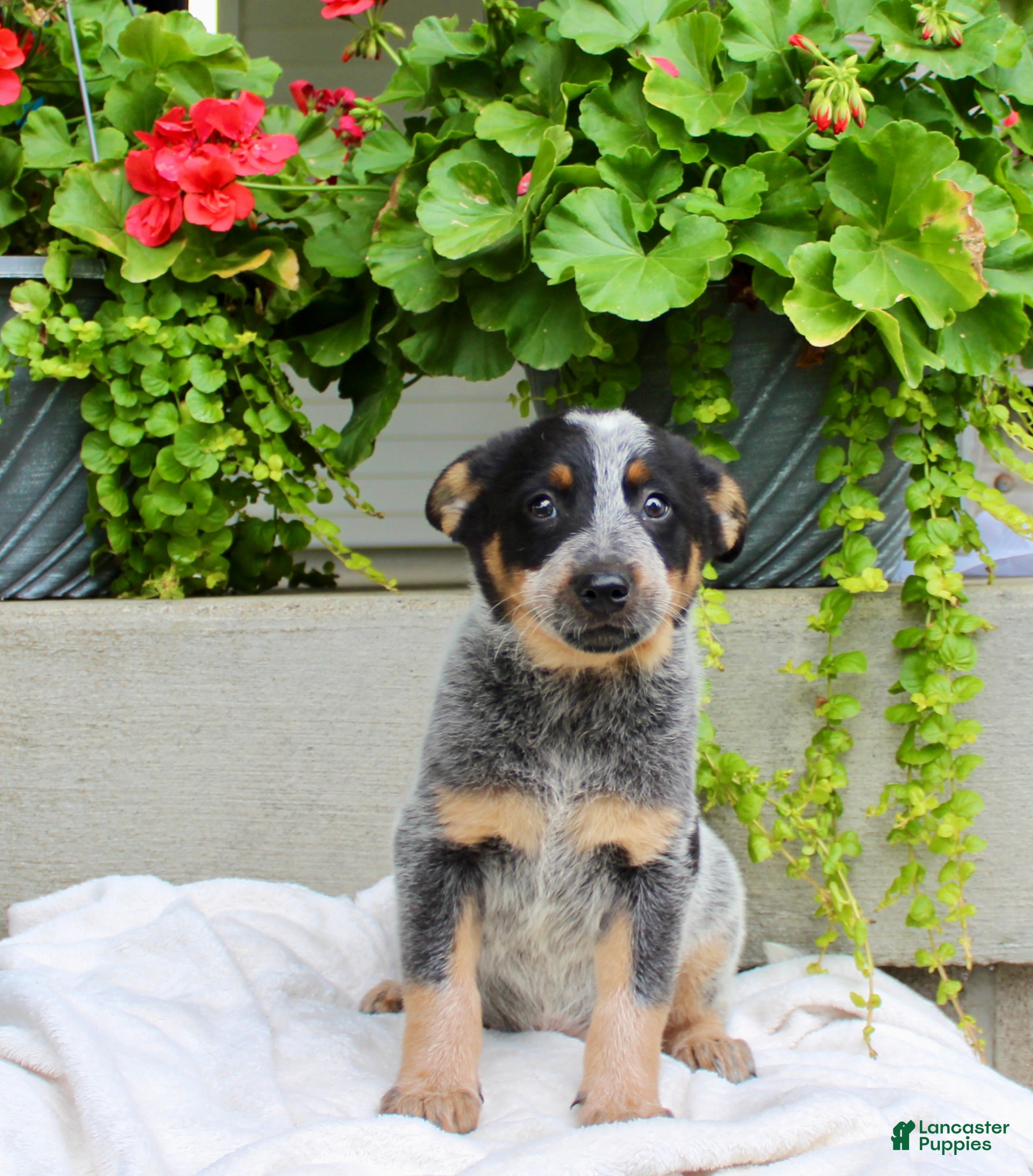 Australian Cattle Dog dogs Cody - Ad 1
