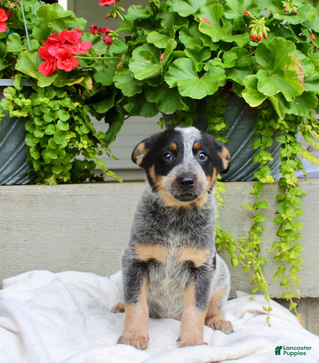 Australian Cattle Dog dogs for sale: Cody - Ad 1