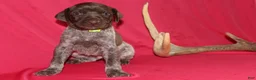 German Shorthaired Pointer dogs for sale: Kendall  - Ad 1