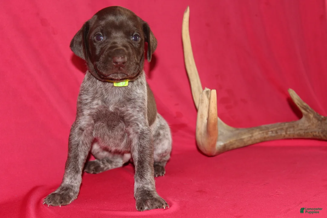 German Shorthaired Pointer dogs for sale: Kendall  - Ad 1
