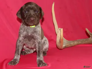 German Shorthaired Pointer dogs for sale: Kendall - Ad 2