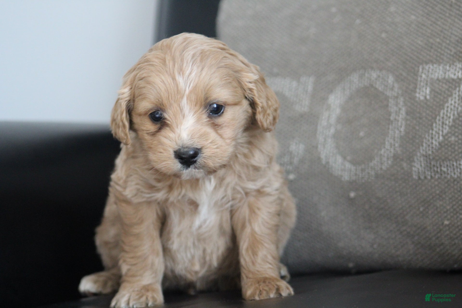 Cockapoo dogs Cooper  - Ad 32