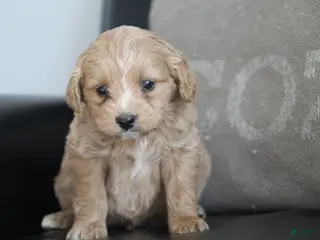 Cockapoo dogs Cooper - Ad 32