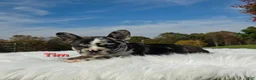 Mixed Breed dogs for sale: Tim - Ad 8