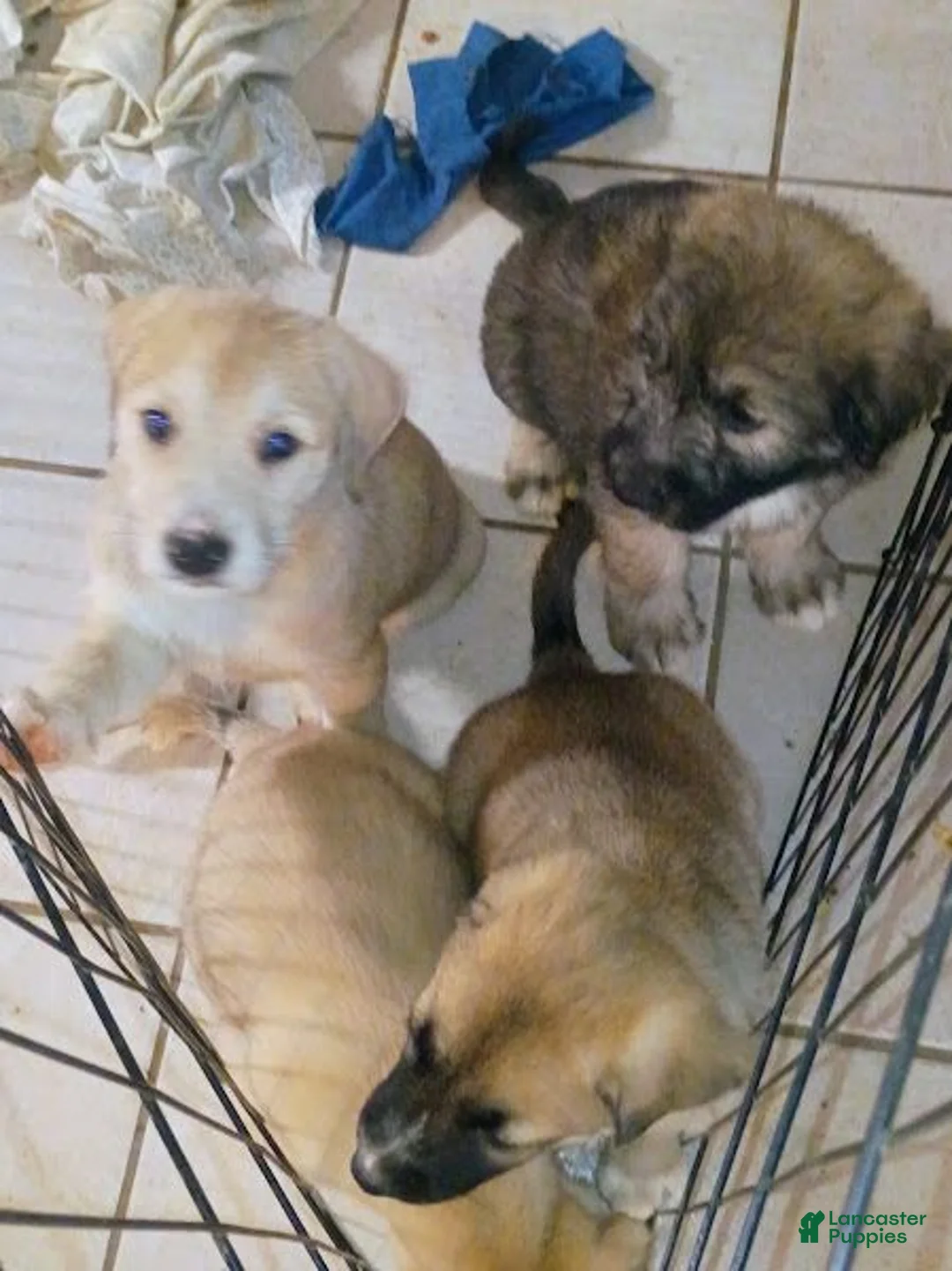 Mixed Breed dogs for sale: OSCAR - Ad 2