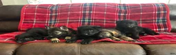 German Shepherd dogs for sale: Willow/Cody Teal - Ad 10
