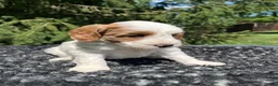 Mini Goldendoodle dogs for sale: Koda - Ad 4