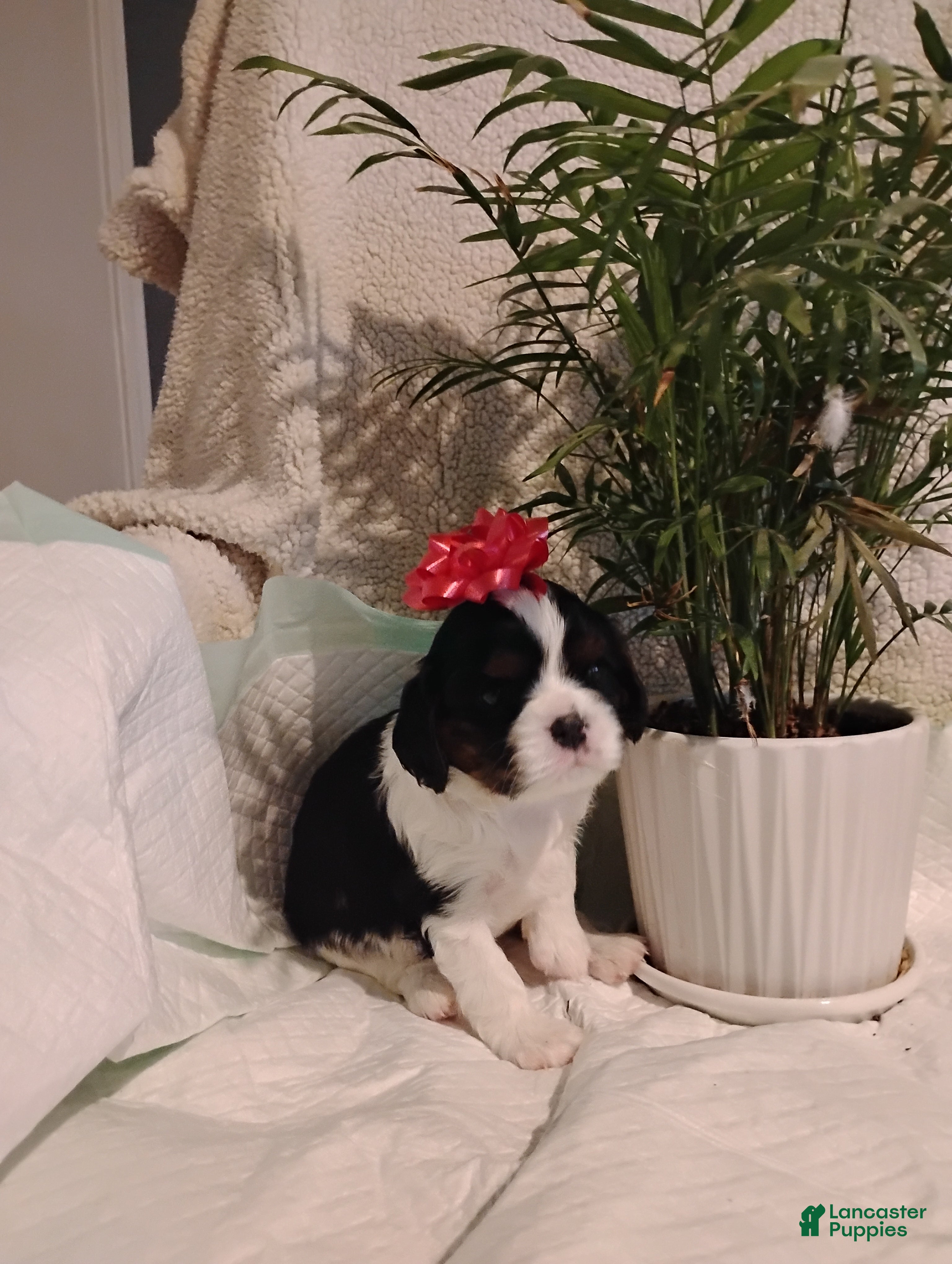 Cavalier King Charles Spaniel dogs Rhoda -Cavalier King Charles Spaniel Puppy 3 - Ad 39