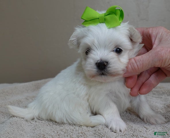 Maltese dogs Harlow - Ad 8