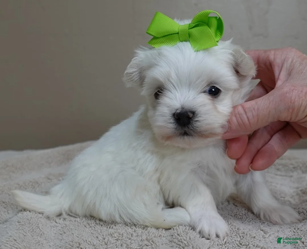 Maltese dogs for sale: Harlow - Ad 1
