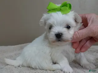 Maltese dogs Harlow - Ad 8