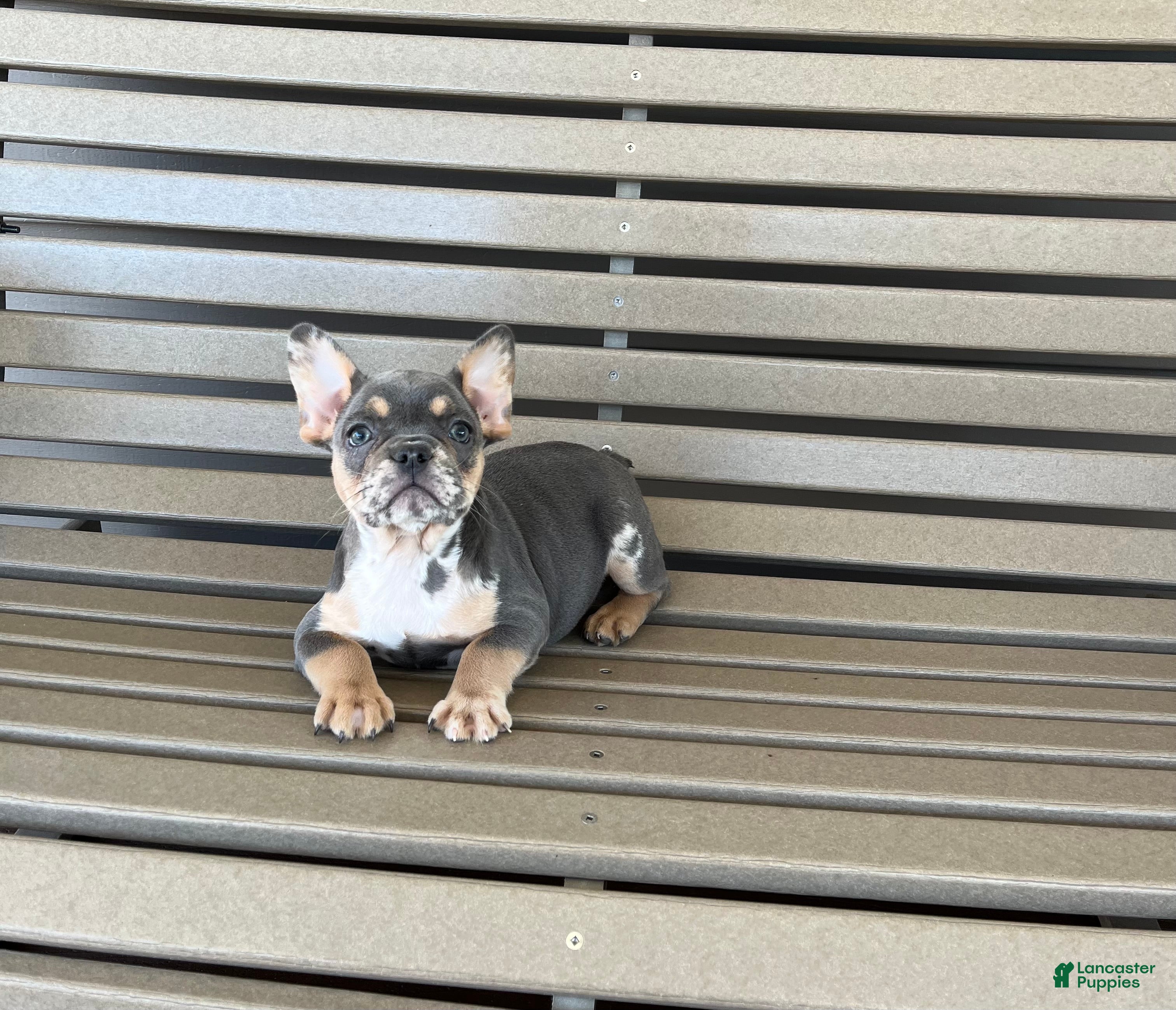 French Bulldog dogs for sale: Maggie - Ad 1