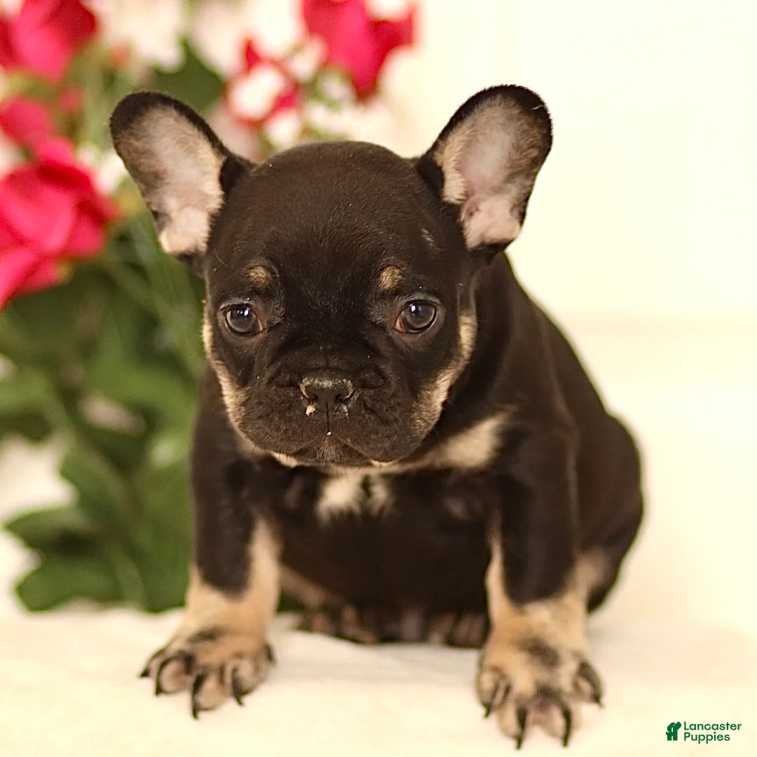 French Bulldog dogs for sale: Bruno - Ad 3