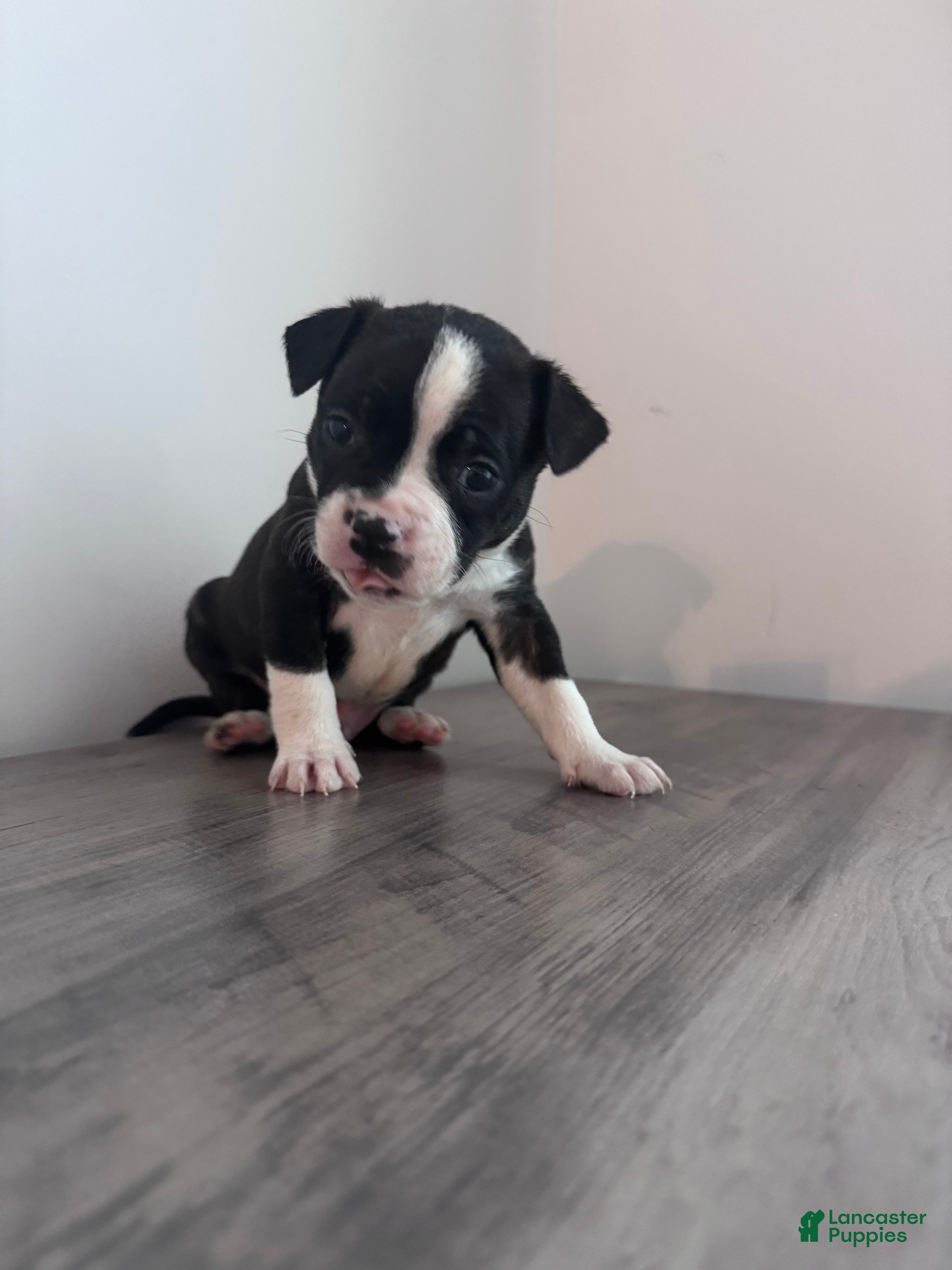 Mixed Breed dogs Tip 🐾 - Ad 15