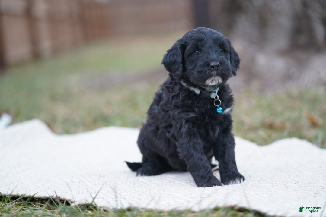 Portuguese Water Dog dogs for sale: Brianna  - Ad 2