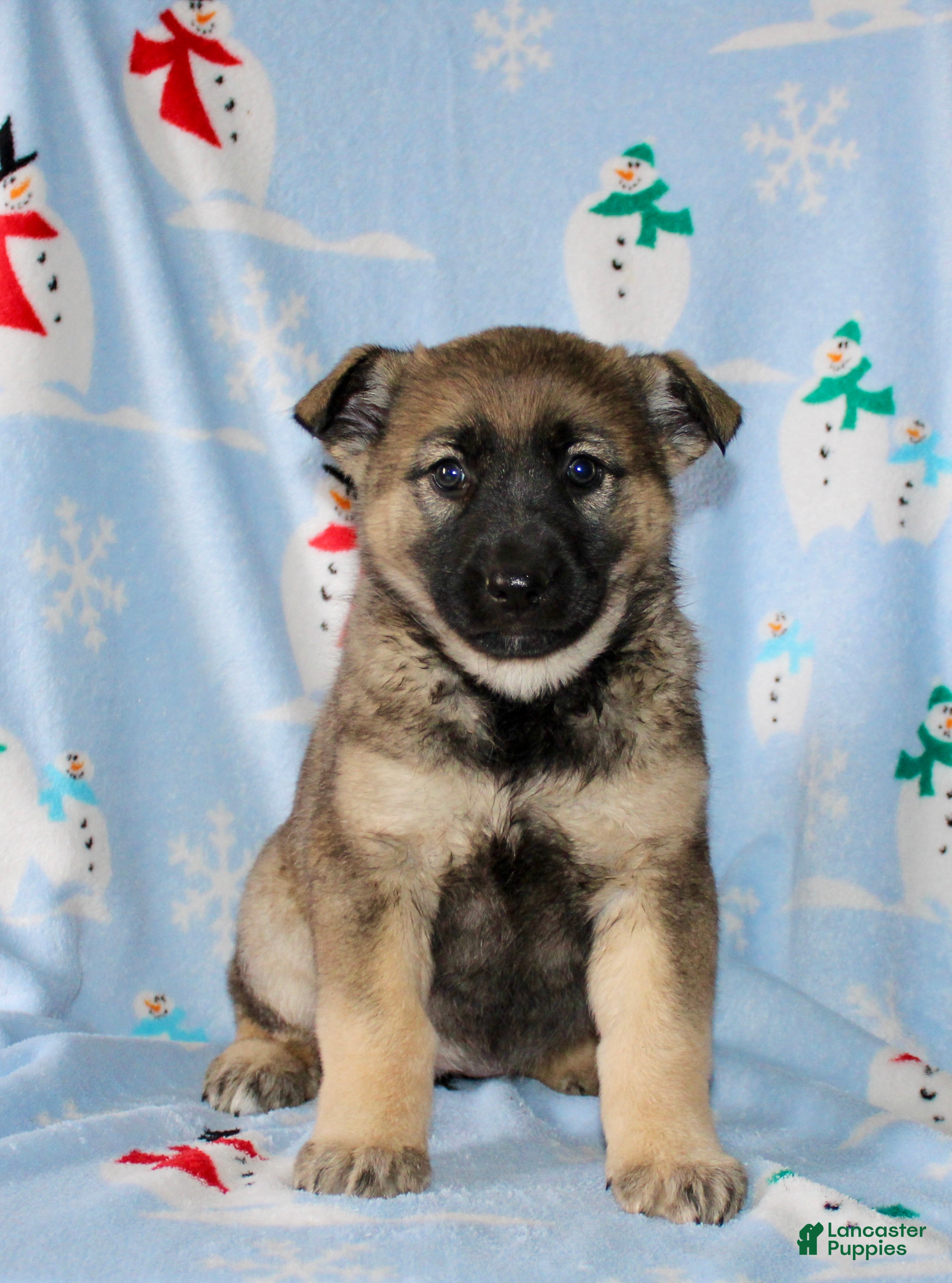 Mixed Breed dogs Olivia  - Ad 35