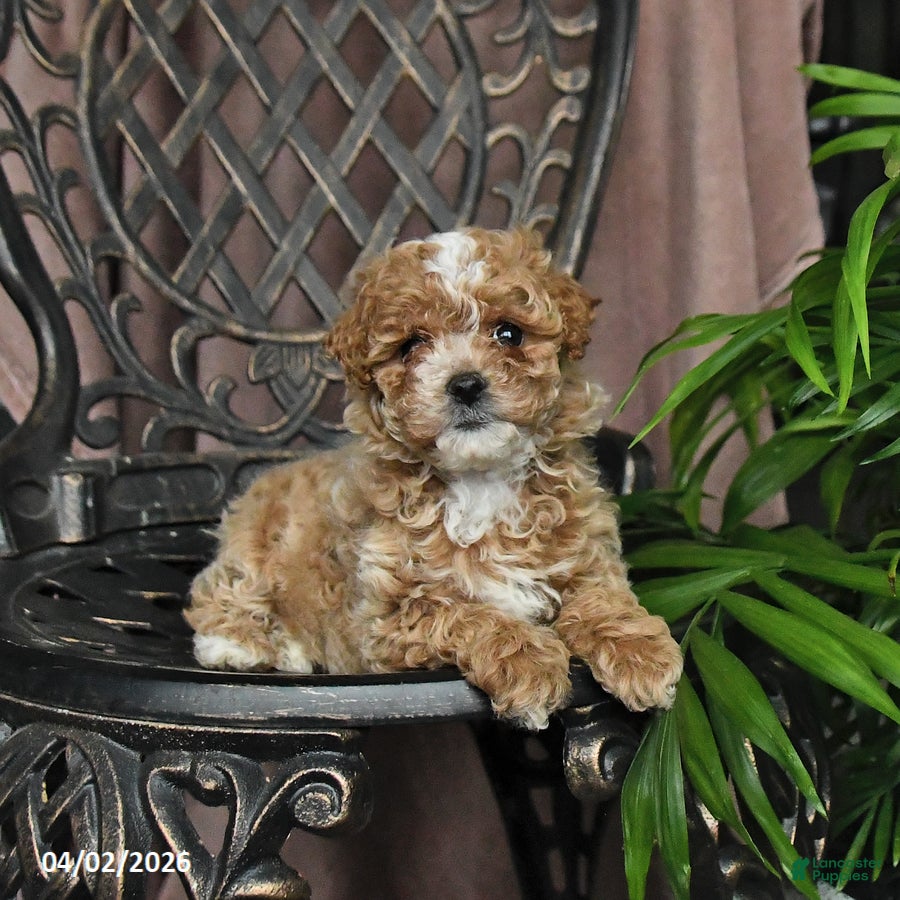 Maltipoo dogs Petunia - Ad 1