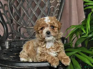 Maltipoo dogs for sale: Petunia - Ad 3