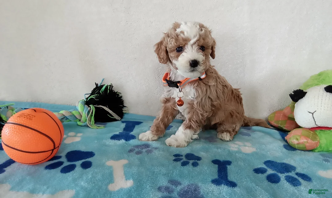 Cavapoo dogs for sale: Peyton  - Ad 2