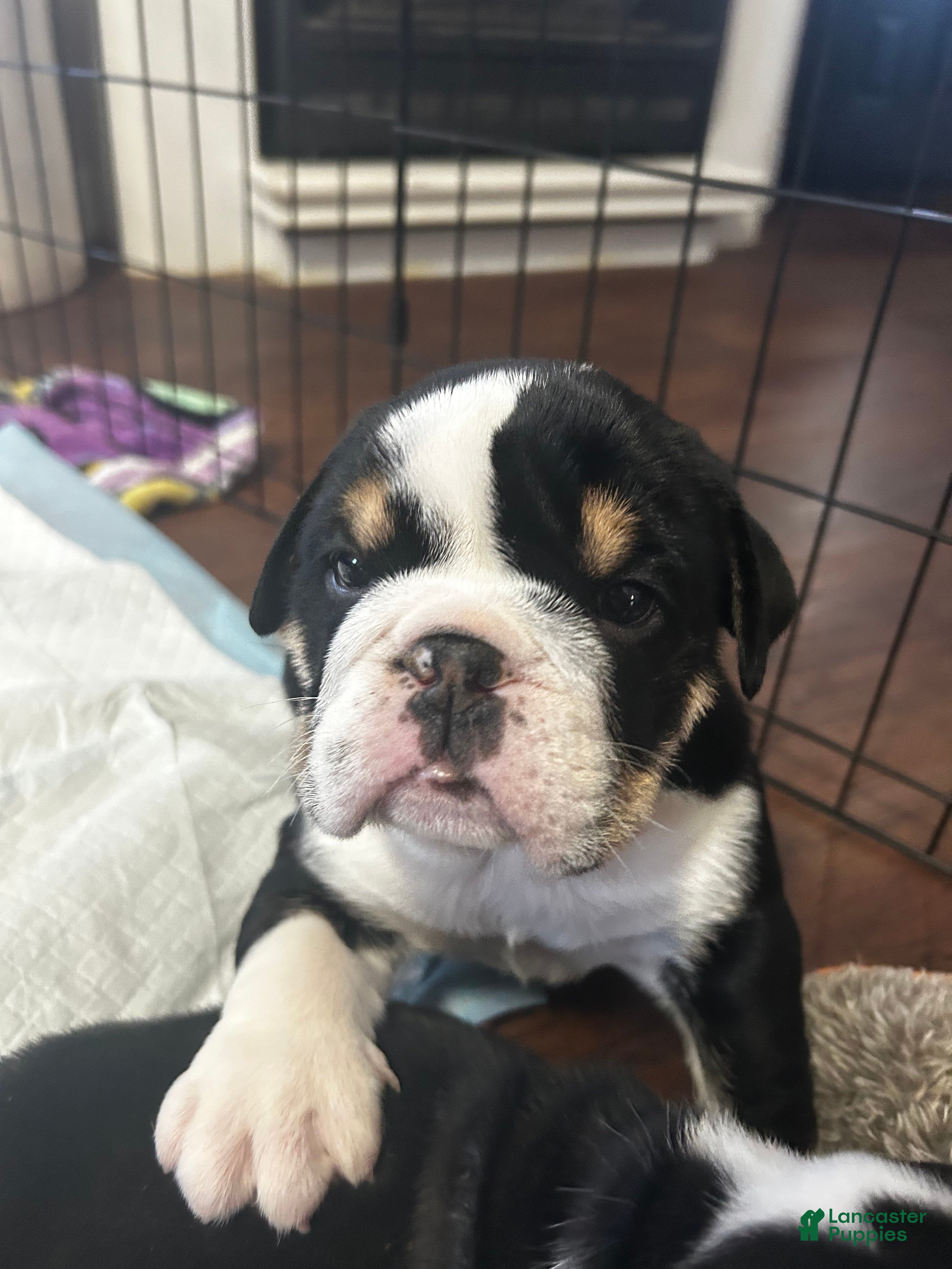 English Bulldog dogs for sale: English Bulldog Puppy 1 - Ad 3