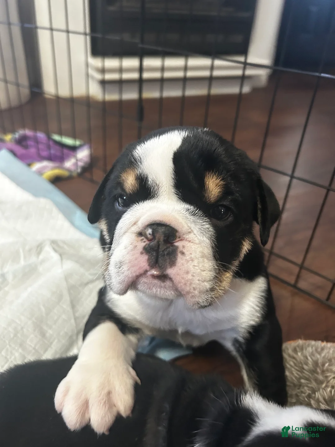 English Bulldog dogs for sale: English Bulldog Puppy 1 - Ad 1